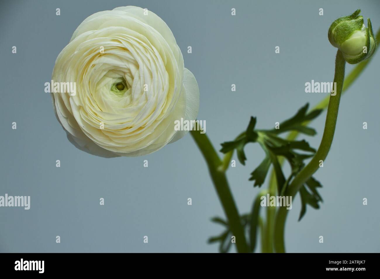 Preserved White Ranunculus Bouquet of white ranunculus in a glass vase on a dark background ...