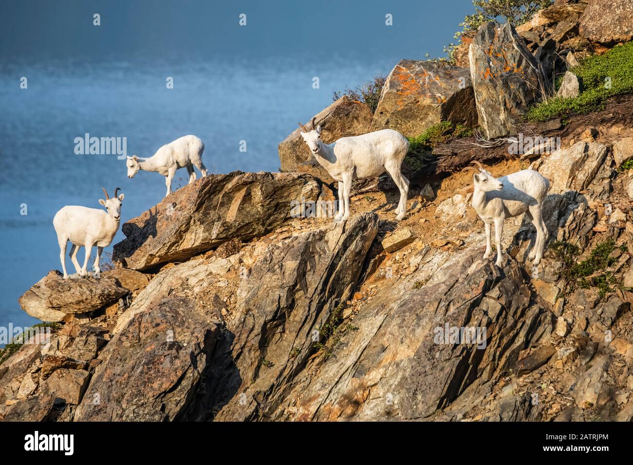 With Turnagain Arm in the background, Dall sheep ewes and lamb (Ovis ...
