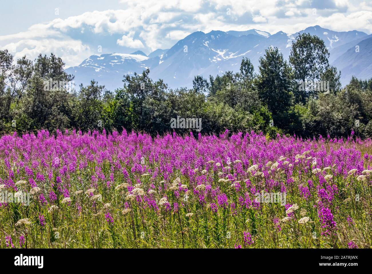 A field of fireweed (Chamaenerion angustifolium) blooms in mid-July off of the road leading up to Hatcher Pass which is near Palmer, Alaska. The Ch... Stock Photo