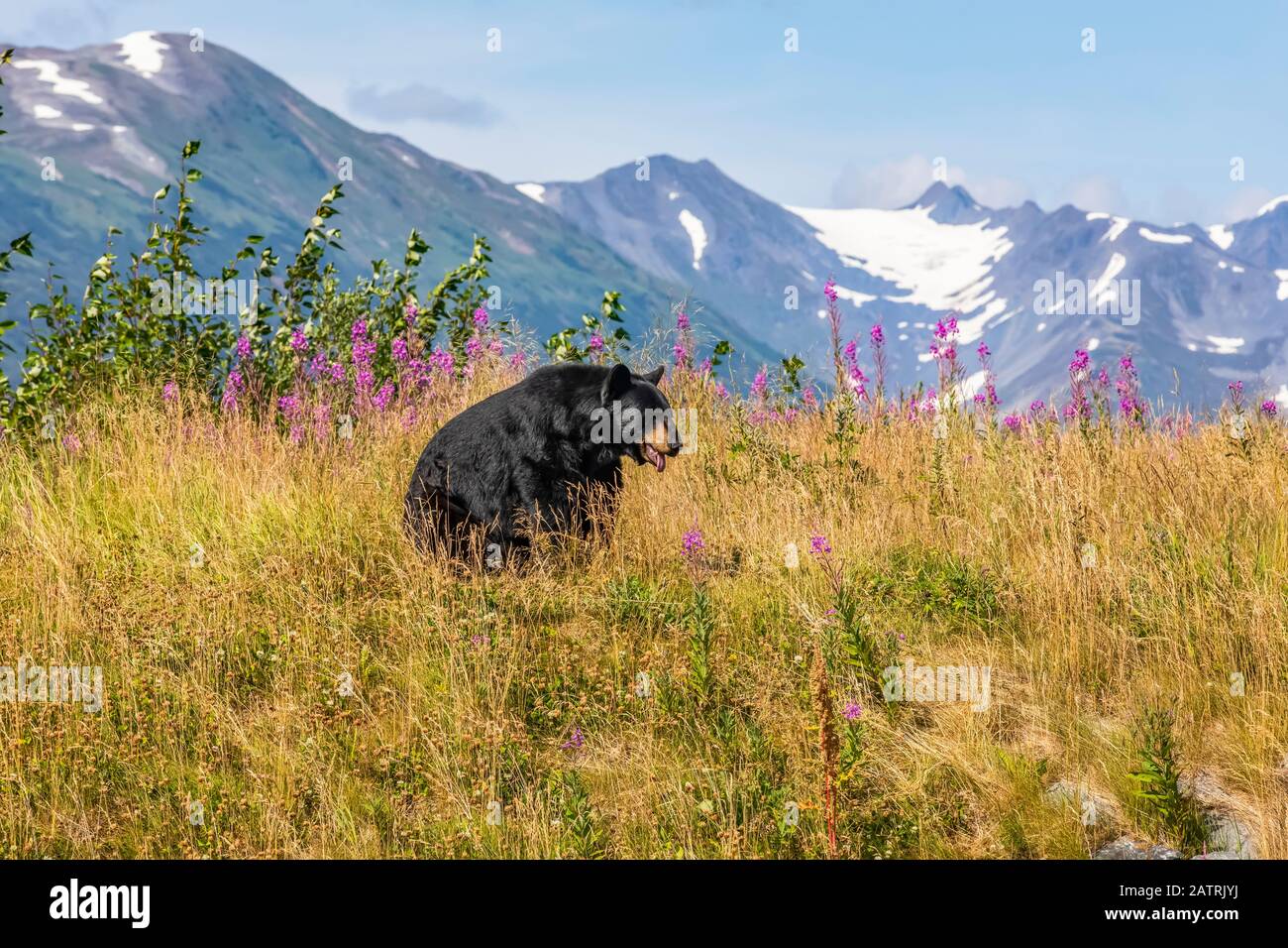 Black bear male (Ursus americanus), captive animal, Alaska Wildlife Conservation Center, South-central Alaska Stock Photo