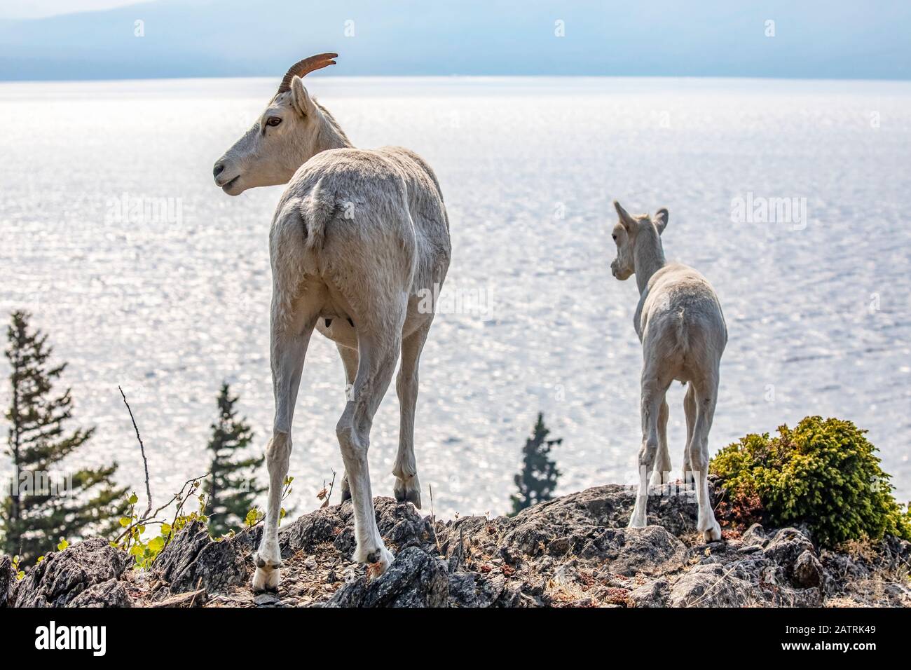 Dall sheep ewe and lamb (Ovis dalli) in the Church Mountains South of ...
