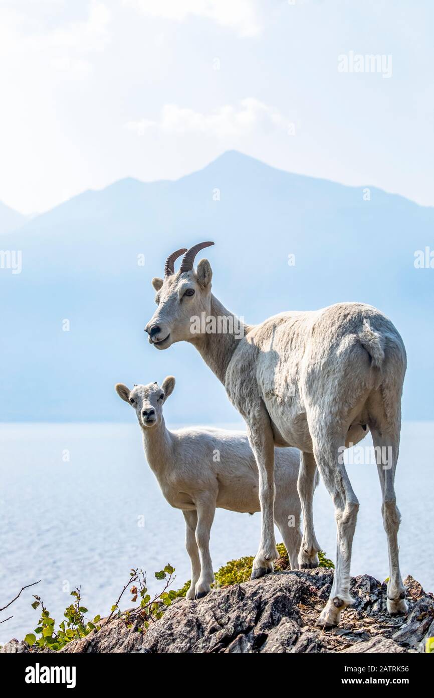 Dall sheep ewe and lamb (Ovis dalli) in the Church Mountains South of ...