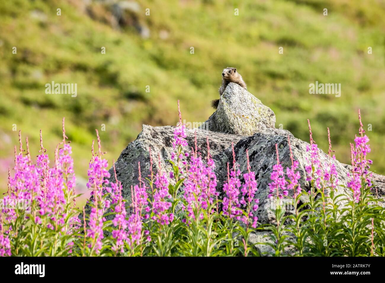 A Hoary Marmot (Marmota caligata) rests in the sun atop a lookout rock ...