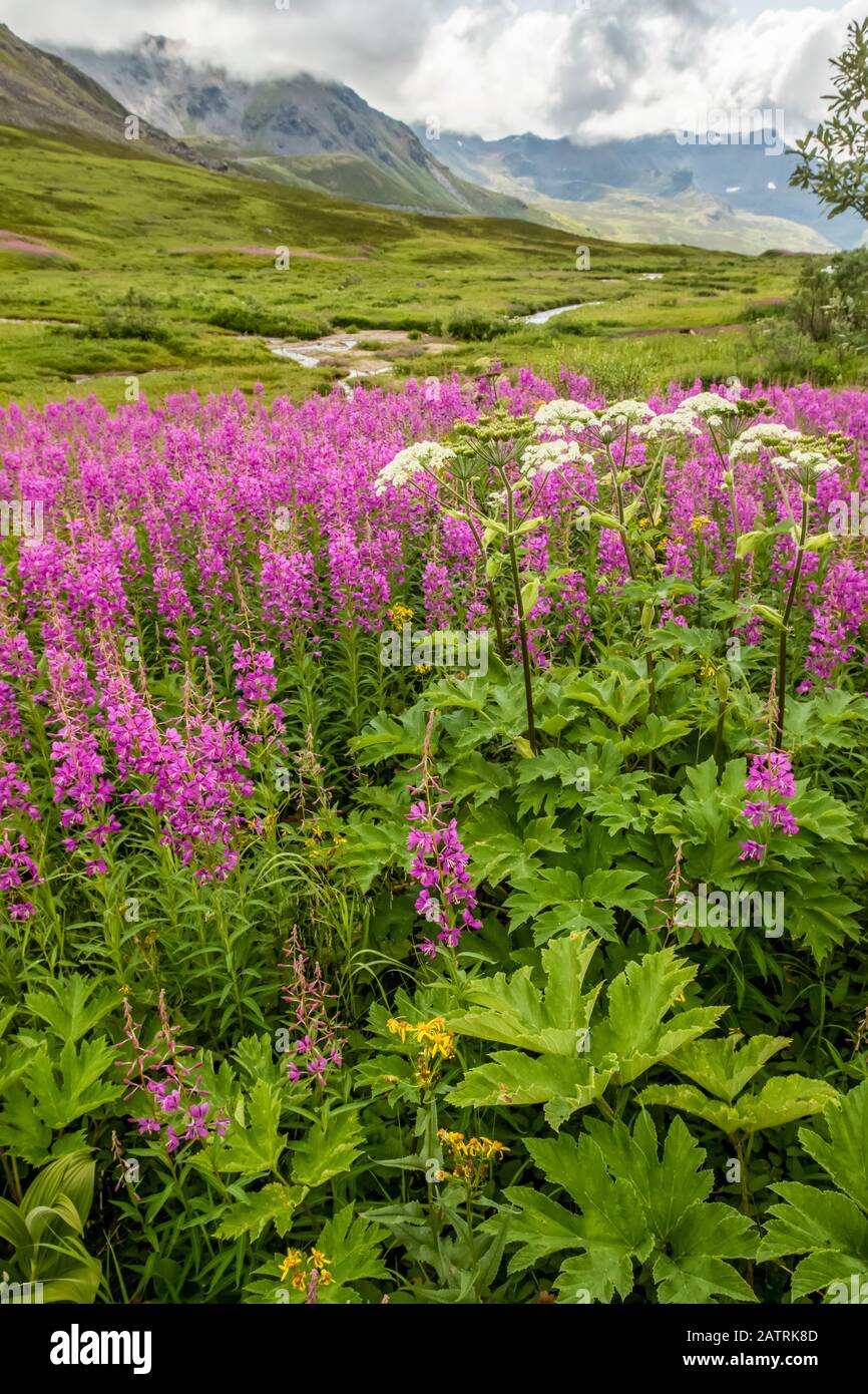 Late summer with Fireweed (Chamaenerion angustifolium) and cow parsnip ...