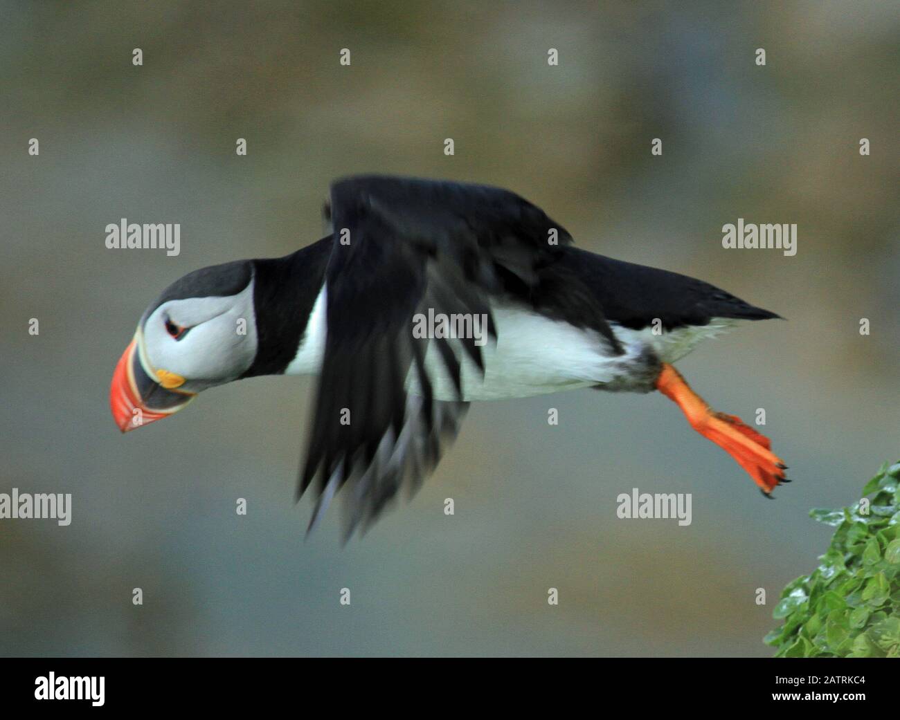 Svalbard bird life Stock Photo