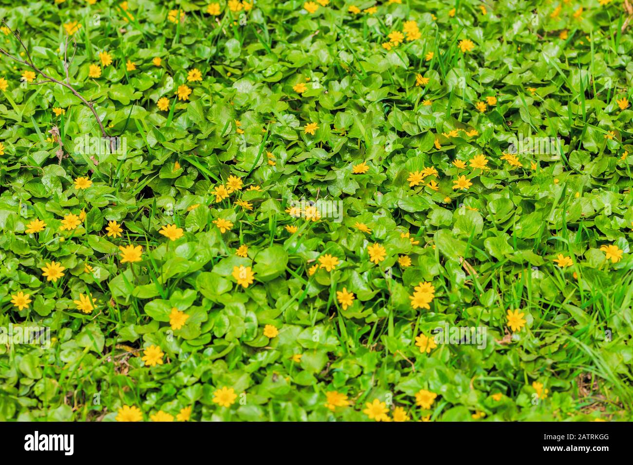 Spring natural background. Blooming forest meadow of yellow flowers Stock Photo