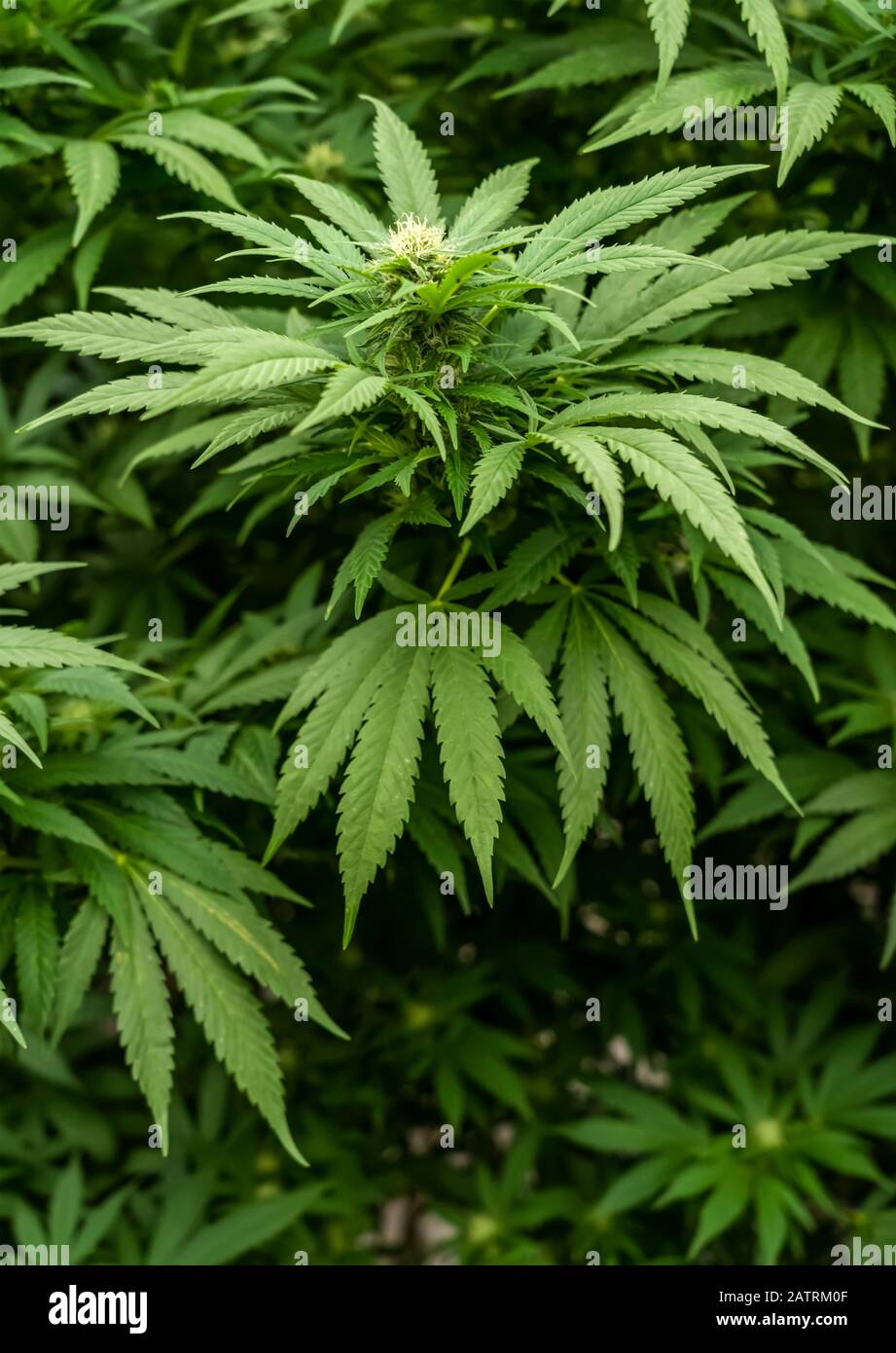 Cannabis plant with prominent flower pistils indicating advancing maturity; Alberta, Canada Stock Photo