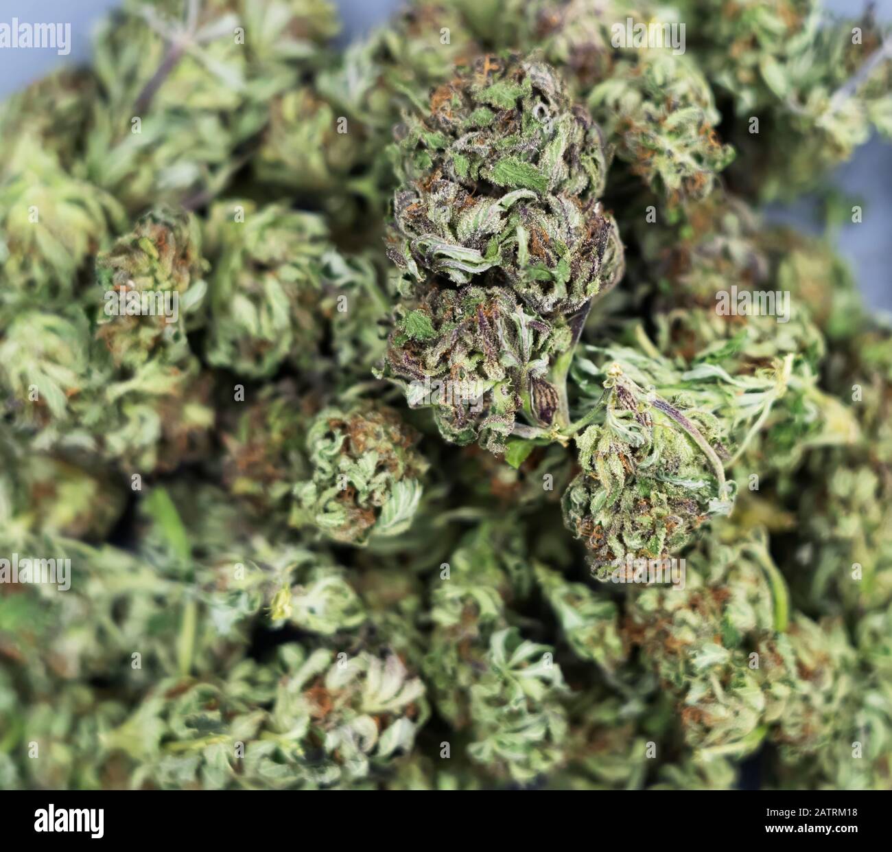 Dried cannabis buds; Alberta, Canada Stock Photo