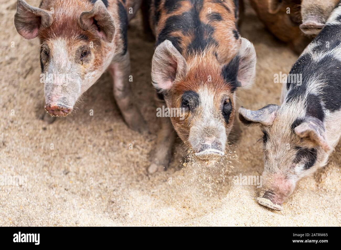 Pigs on a farm feeding on the ground; Armstrong, British Columbia, Canada Stock Photo