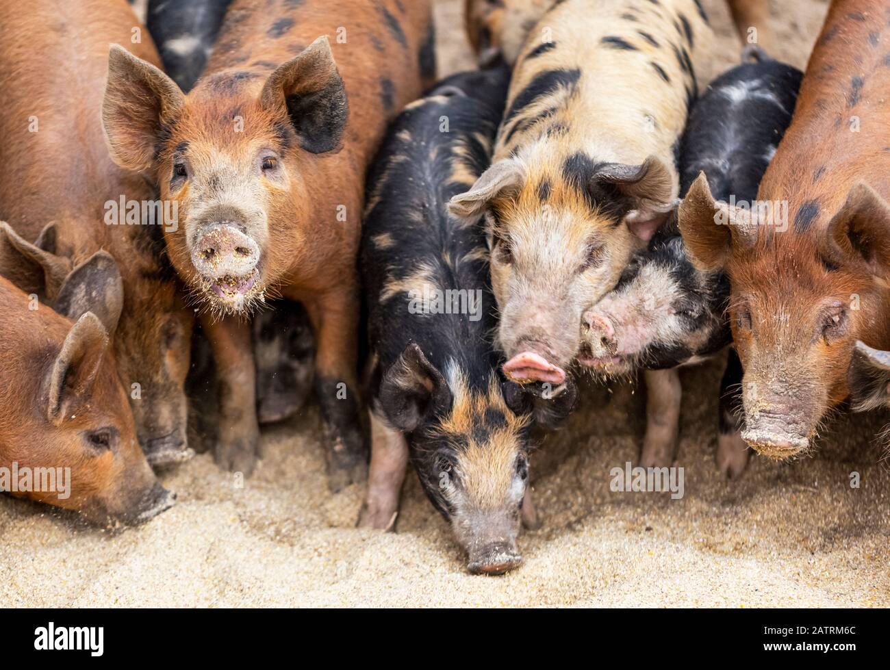 Pigs on a farm feeding on the ground; Armstrong, British Columbia, Canada Stock Photo