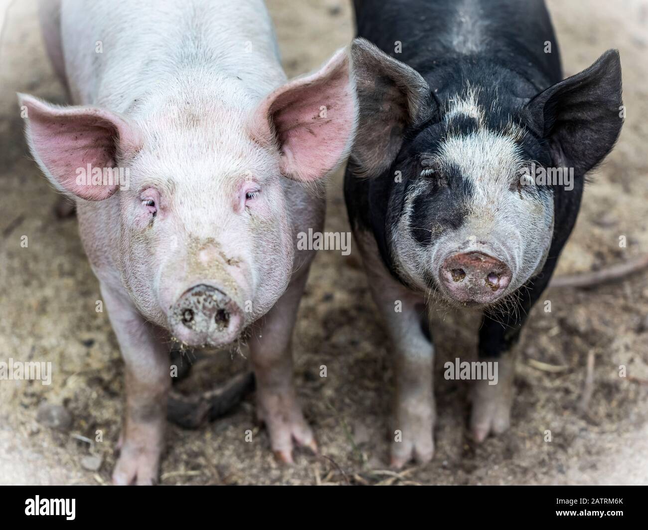 Two pigs on a farm looking at the camera; Armstrong, British Columbia, Canada Stock Photo