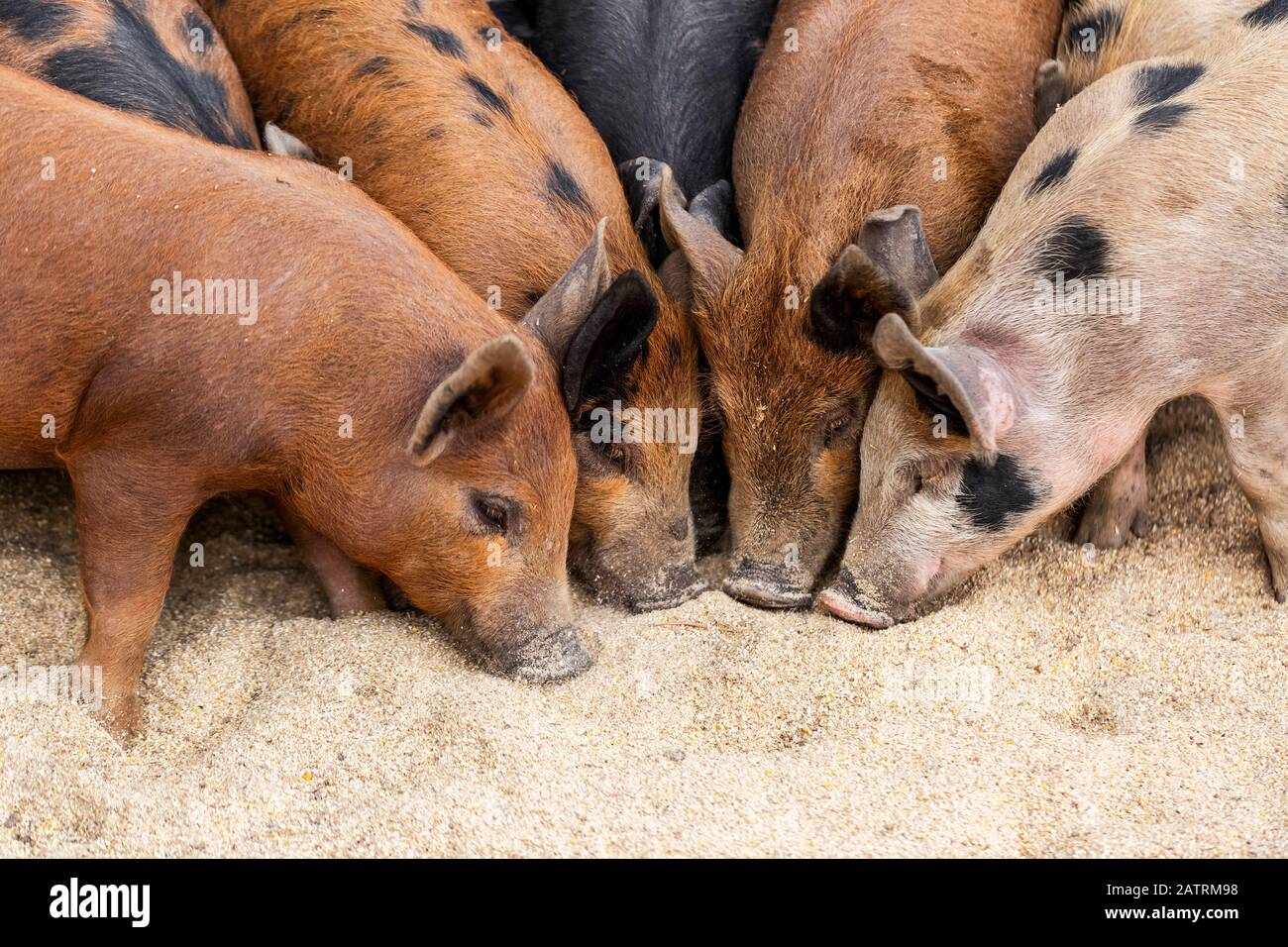 Pigs on a farm feeding on the ground; Armstrong, British Columbia, Canada Stock Photo