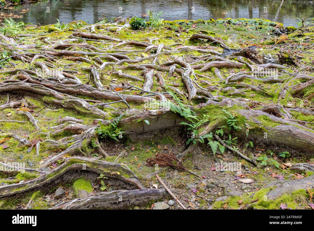 Tree roots hires stock photography and images Alamy