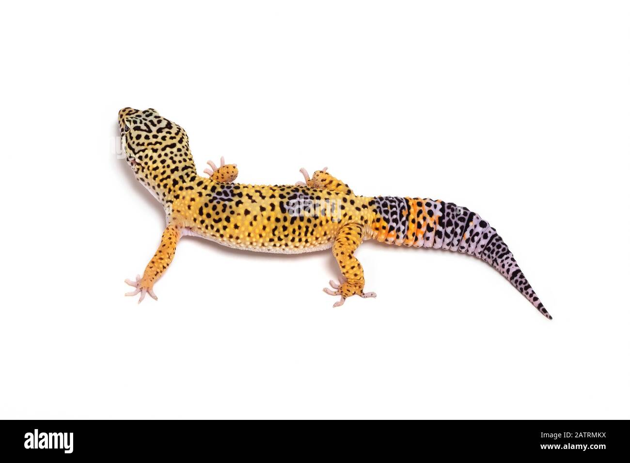Leopard gecko (Eublepharis macularius) on a white background; Studio Stock Photo