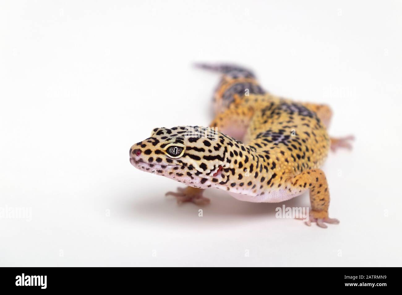 Leopard gecko (Eublepharis macularius) on a white background; Studio Stock Photo