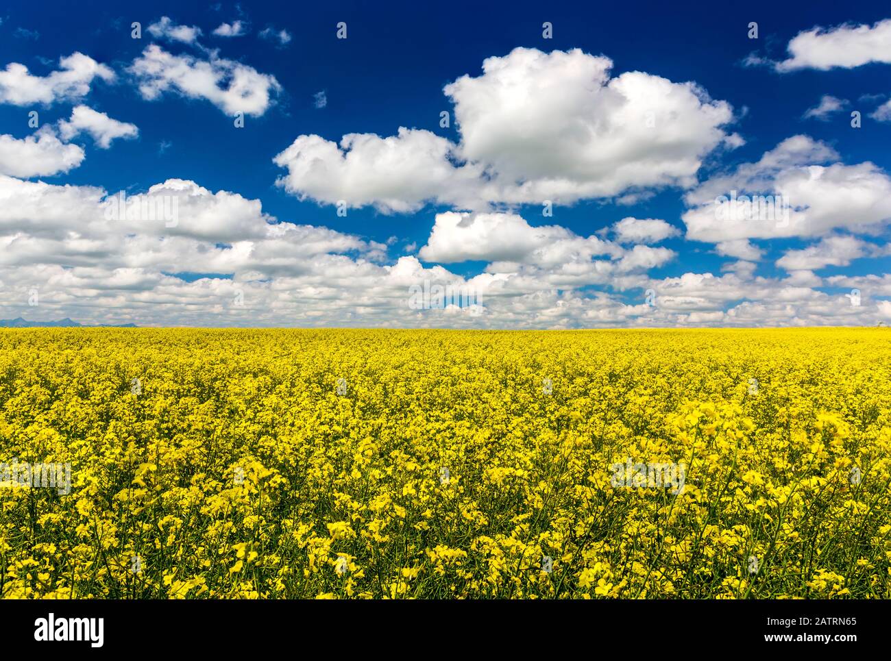 Flowering canola field with fluffy white clouds and blue sky, East of Calgary; Alberta, Canada Stock Photo