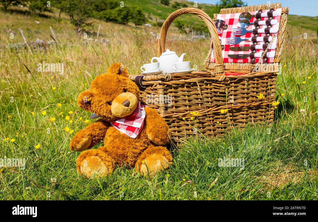 Teddy Bear's picnic.  One cute brown bear wearing a red and white neckerchief.  Sat in an English meadow in Summertime.  Traditional wicker basket Stock Photo