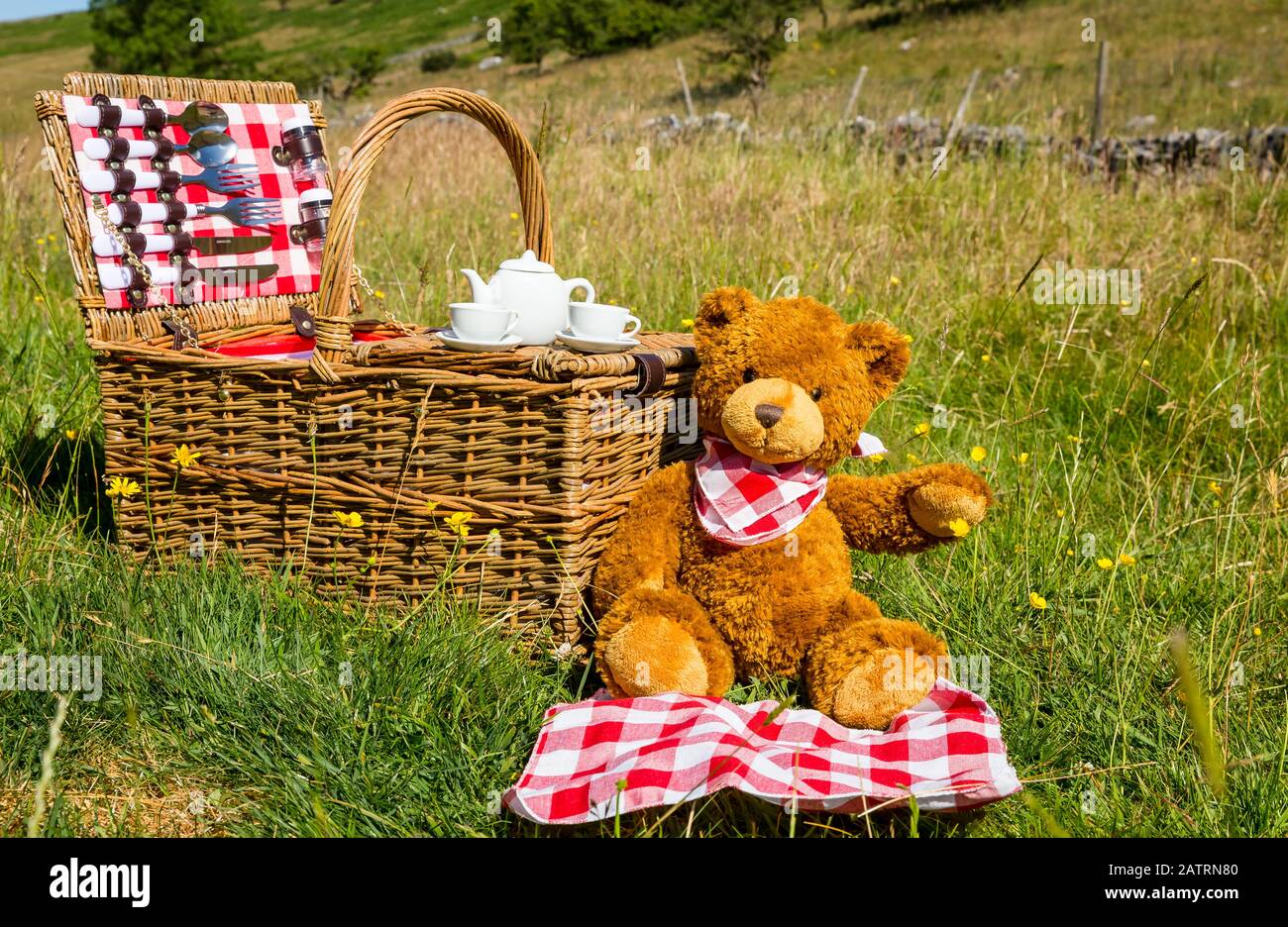Teddy Bear's picnic.  One cute brown bear wearing a red and white neckerchief.  Sat in an English meadow in Summertime.  Traditional wicker basket Stock Photo