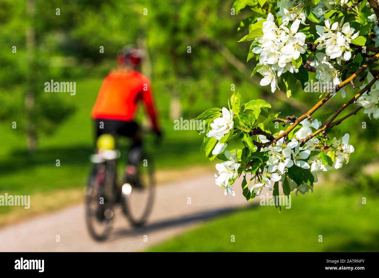 Female cyclist along pathway with apple blossoms framing the foreground ; Calgary, Alberta, Canada Stock Photo