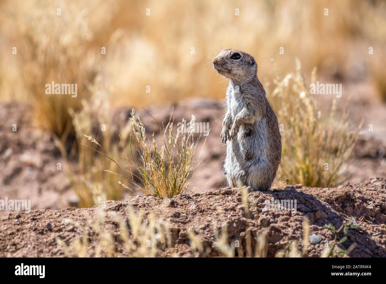 Round-tailed Ground Squirrel (Xerospermophilus tereticadus) standing at