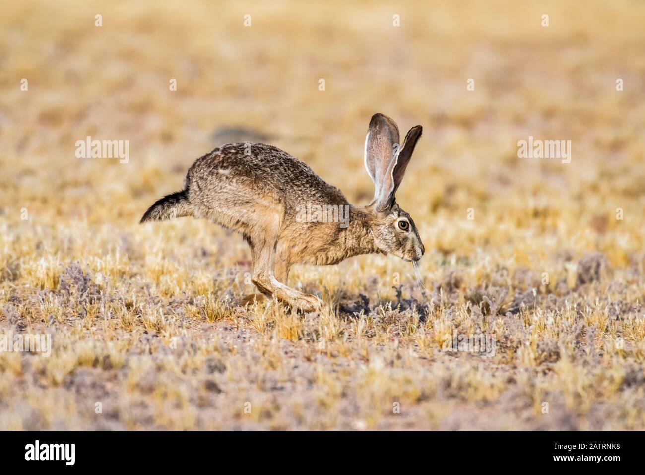 Hopping animals hires stock photography and images Alamy