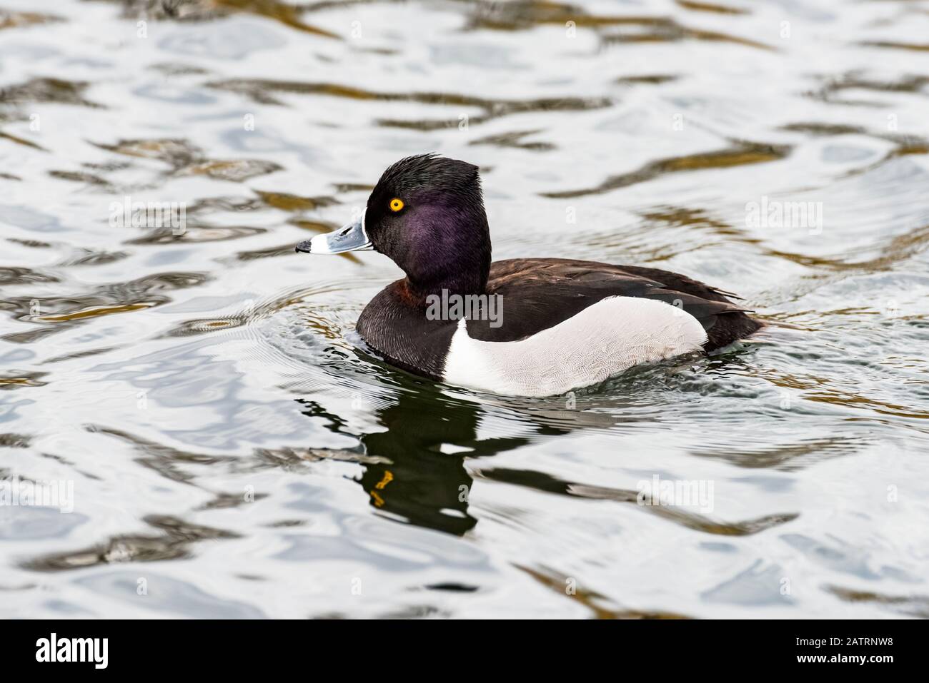 Ring-necked Duck (Aythya collaris) swimming in pond at the Riparian Preserve at Water Ranch; Gilbert, Arizona, United States of America Stock Photo