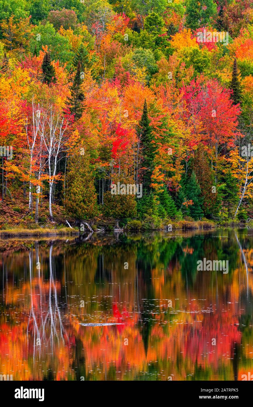 Leaf Colours Quebec