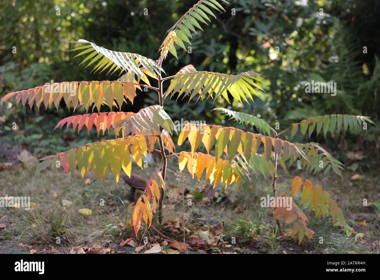 Der Essigbaum oder Hirschkolbensumach mit Herbstfärbung in einem naturnahen Garten Stock Photo