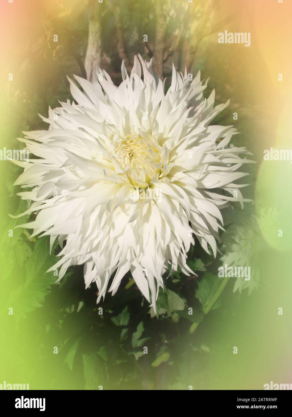 Dahlia with creamy white petals. Dahlia cactus white  flower Stock Photo