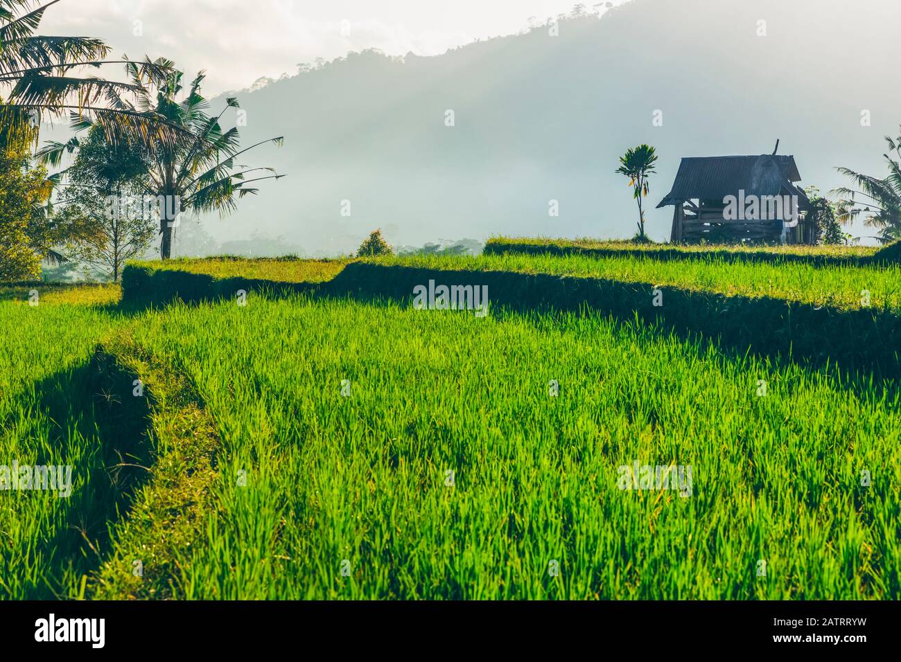 Sunrise at Sideman Rice Terraces; Bali, Indonesia Stock Photo