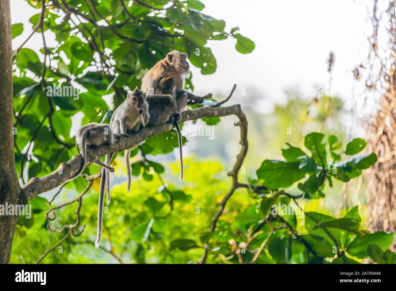 Balinese long-tailed Monkeys (Macaca fascicularis), Ubud Monkey Forest; Bali, Indonesia Stock Photo