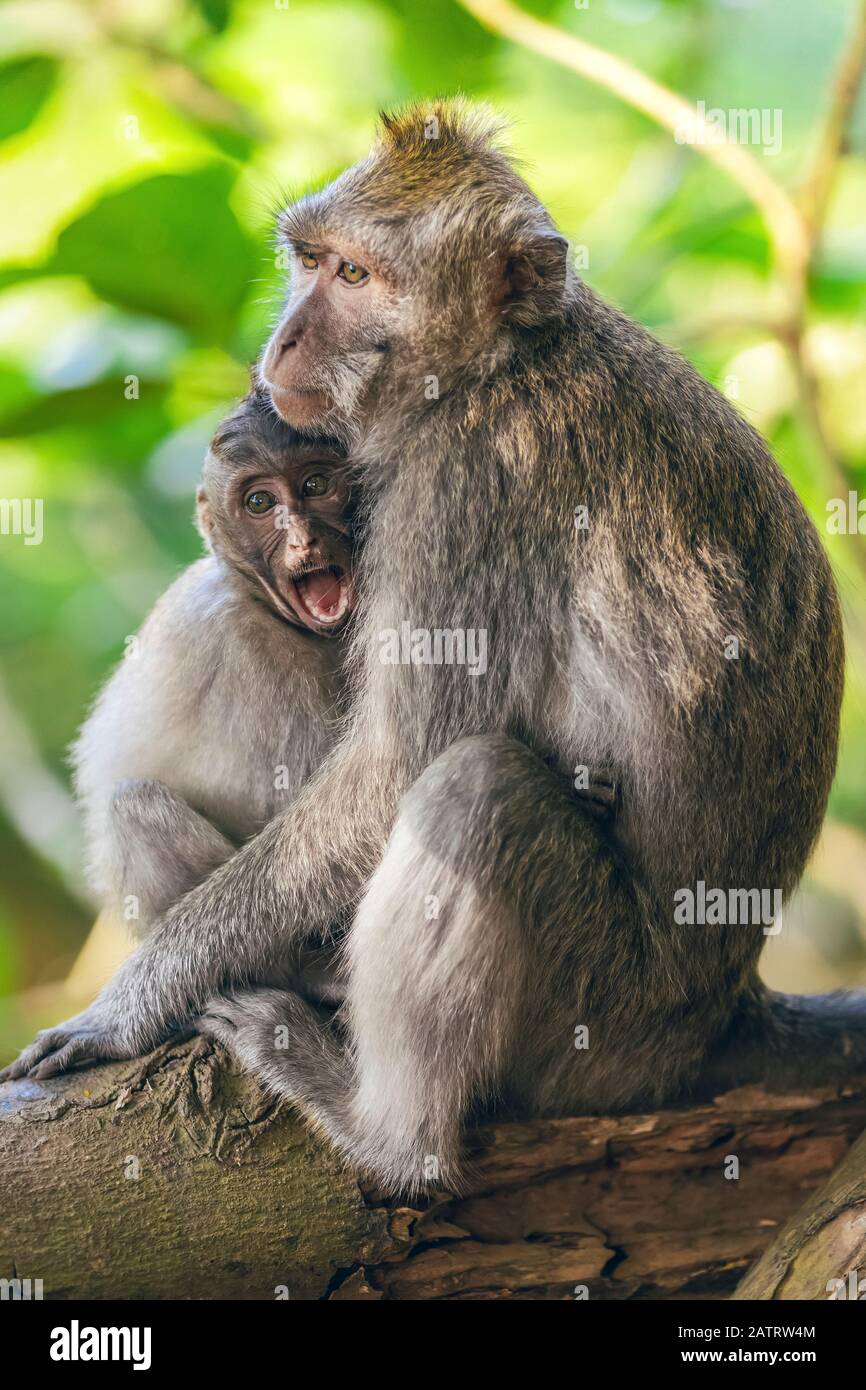 Balinese long-tailed Monkeys (Macaca fascicularis), Ubud Monkey Forest; Bali, Indonesia Stock Photo