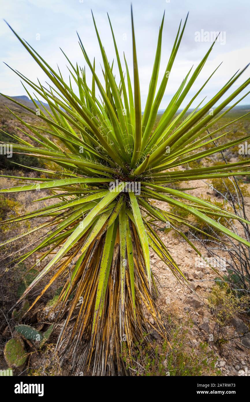 Yucca plant in the foreground on the Dog Canyon National Recreational Trail, Sacramento Mountains, Chihuahuan Desert in the Tularosa Basin, Oliver ... Stock Photo