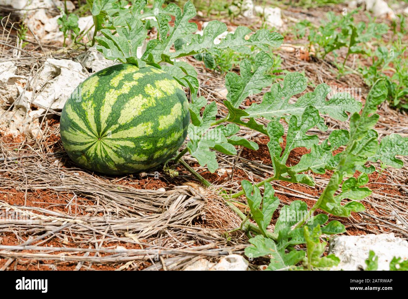 Watermelon vine hires stock photography and images Alamy