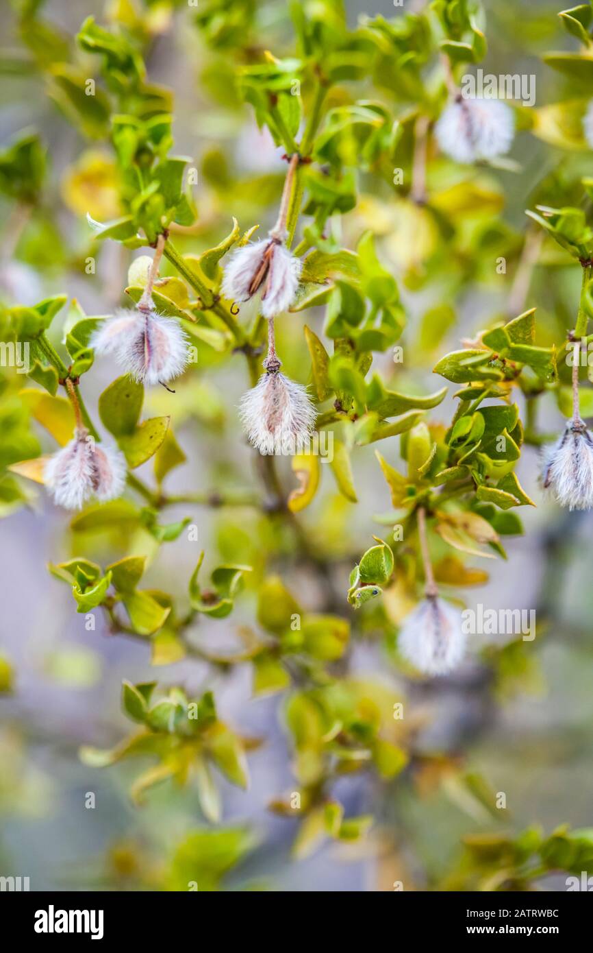 Creosote bush (Larrea tridentata), Chihuahuan Desert, Oliver Lee Memorial State Park; Alamogordo, New Mexico, United States of America Stock Photo
