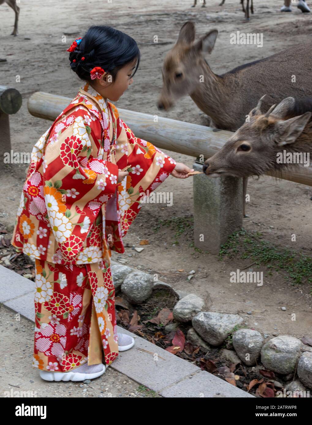 Japanese girl in traditional costume feeding deer, Nara, Japan Stock