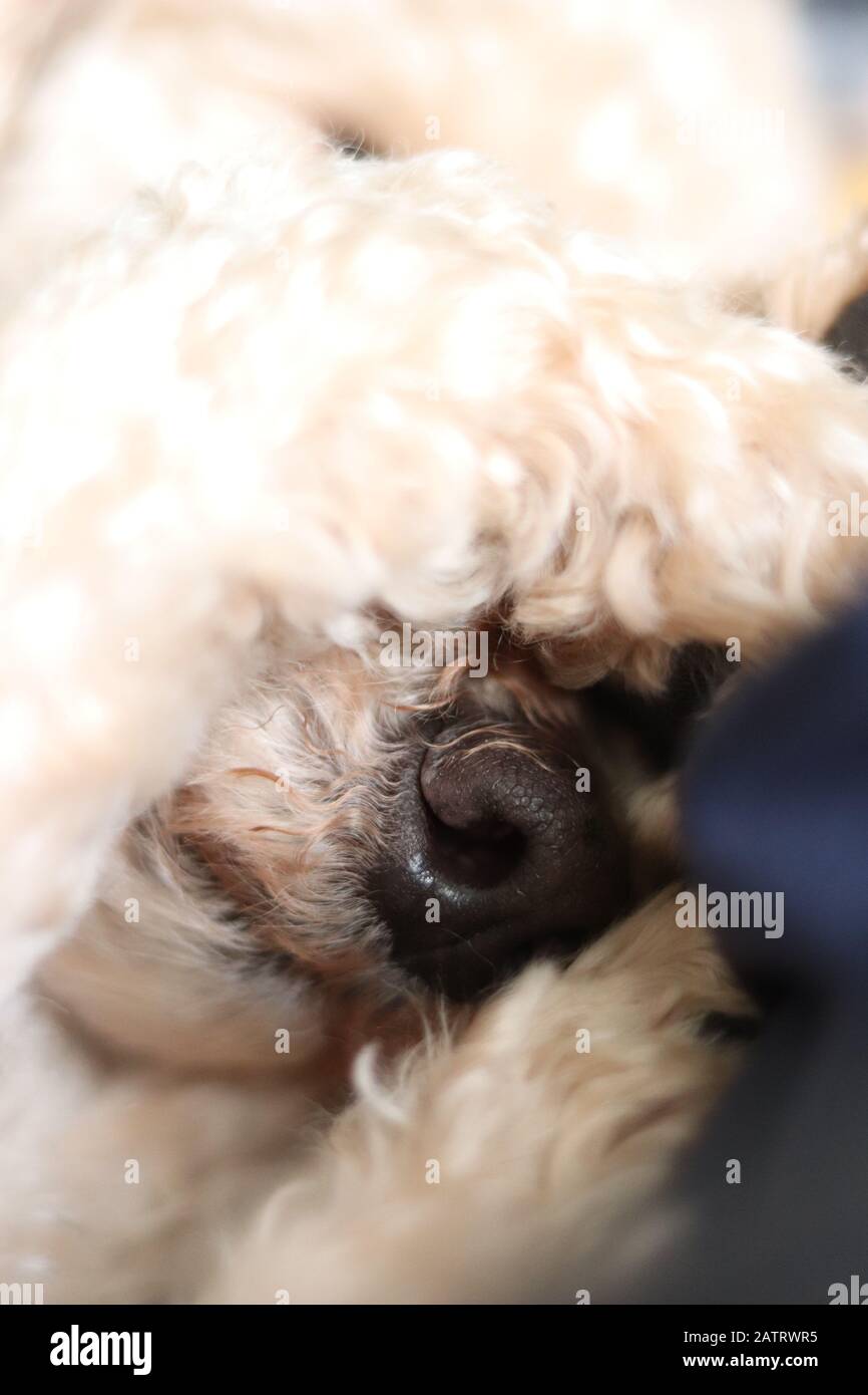 Miniature toy poodle, cute sleeping poodle, paw covering face, side angle of poodle, covered eyes, cute nose, black snout, cute dog at four years old. Stock Photo
