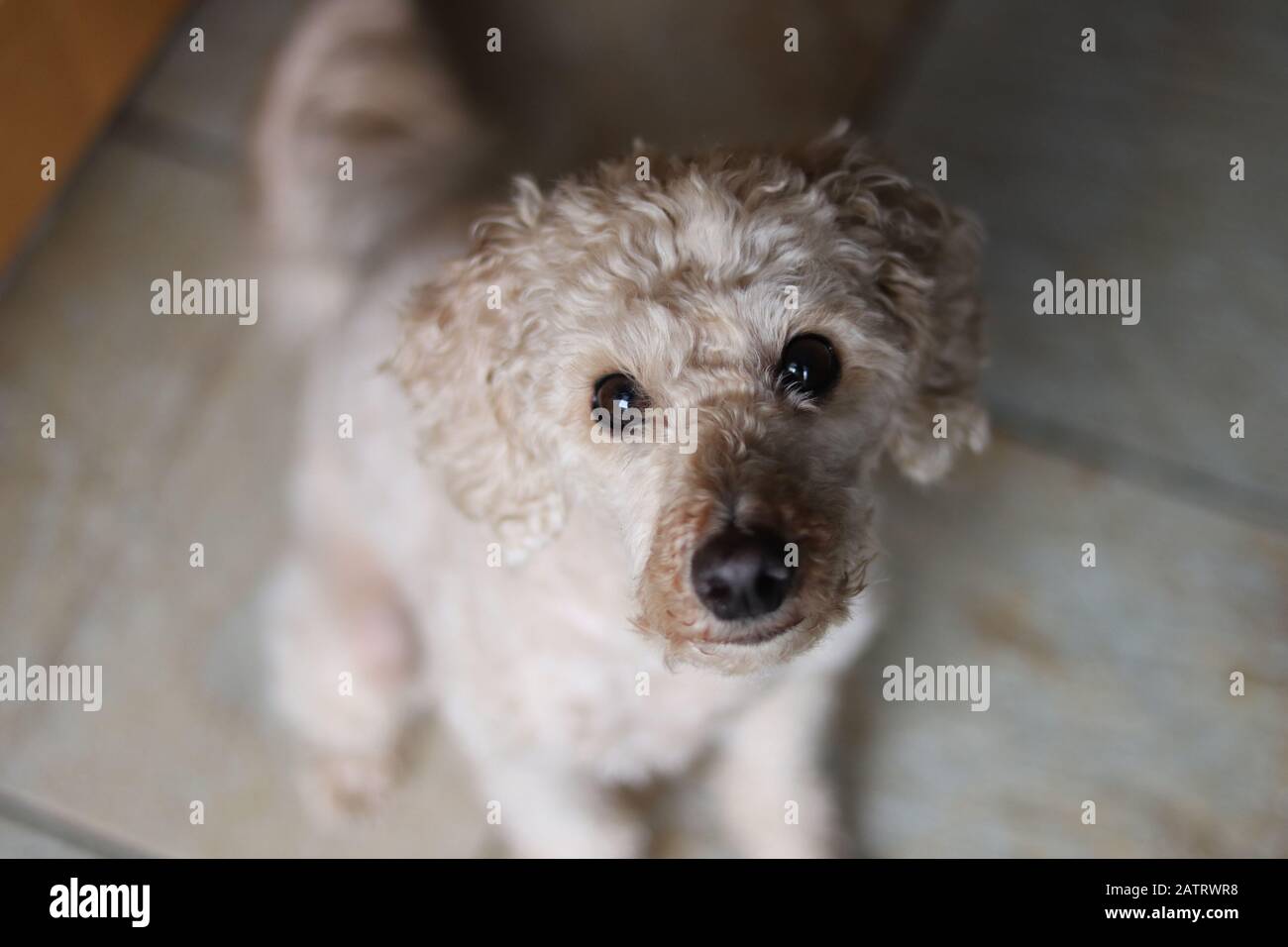 Miniature toy poodle, cute poodle looking at camera in frontal close up, apricot poodle, brown eyes with a black snout, toy poodle Stock Photo