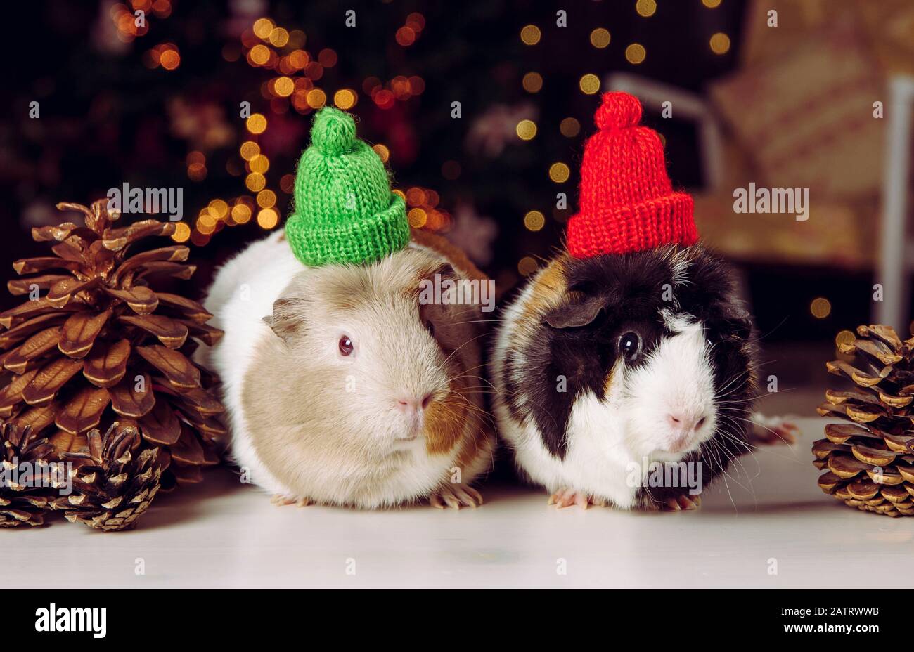 Two cute little Domestic guinea pigs (Cavia porcellus), also known as cavy or domestic cavy on Christmas lights background indoors in winter. Wearing Stock Photo