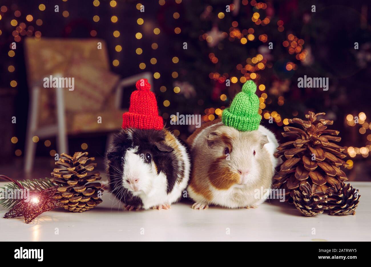 Two cute little Domestic guinea pigs (Cavia porcellus), also known as cavy or domestic cavy on Christmas lights background indoors in winter. Wearing Stock Photo
