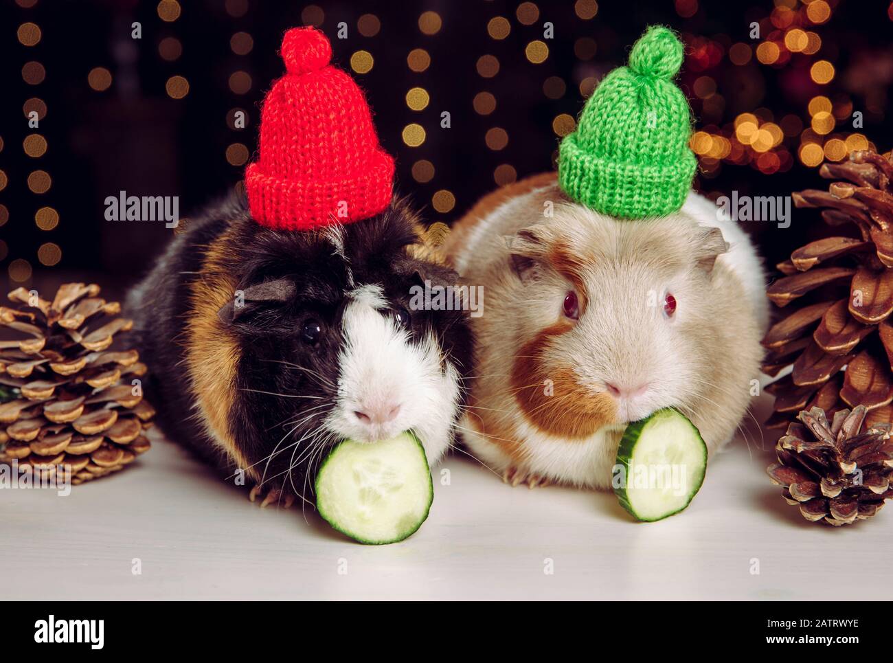 Guinea pigs eat cucumbers cheap