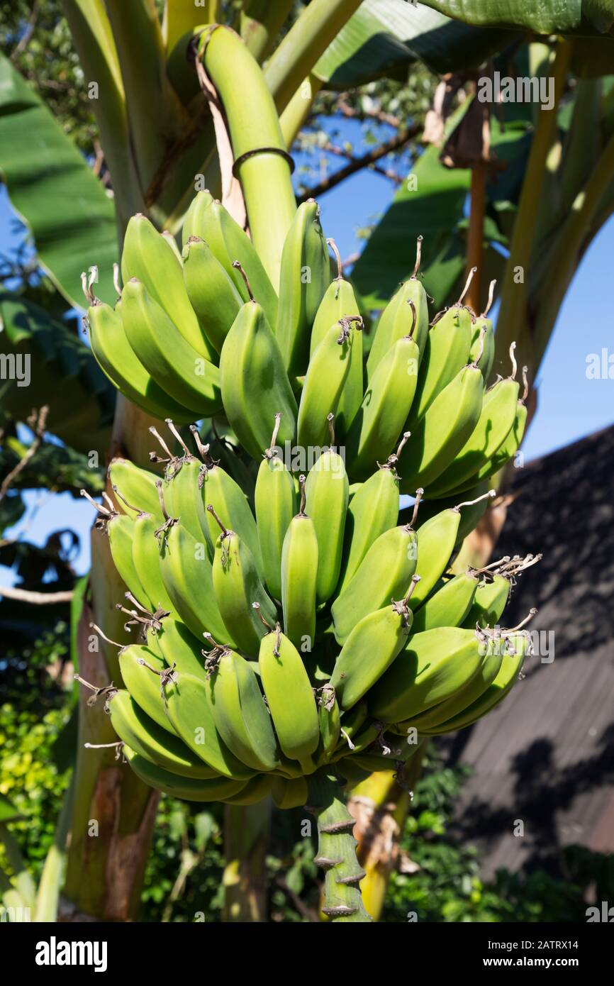 Banana tree caribbean hires stock photography and images Alamy