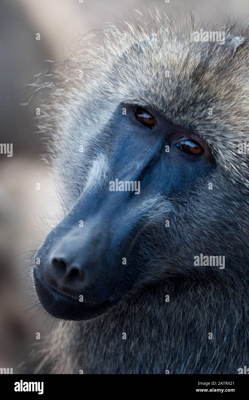 Baboon in the wilderness of Africa Stock Photo - Alamy