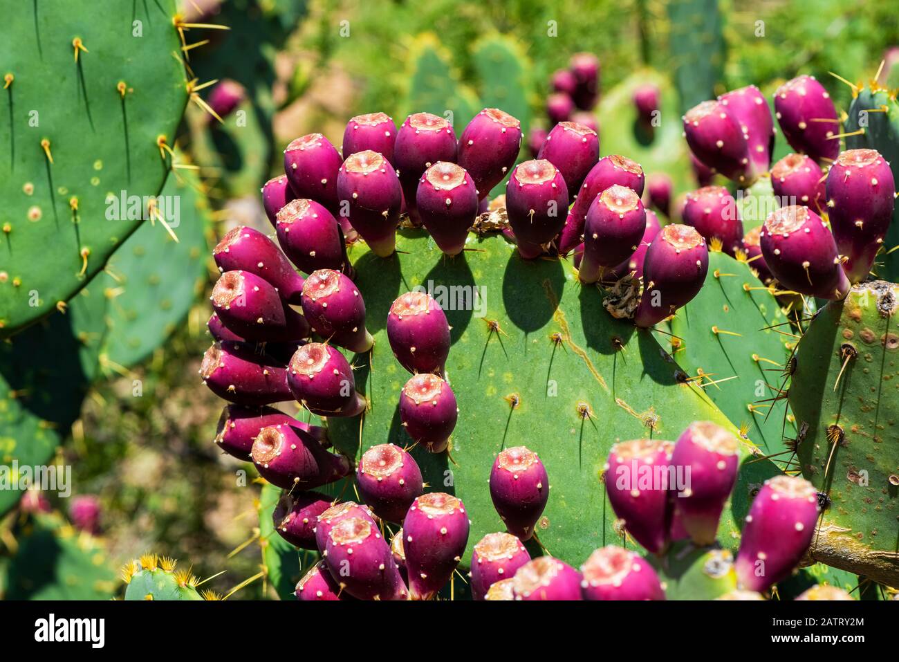Pink fruit of the prickly pear cactus hires stock photography and