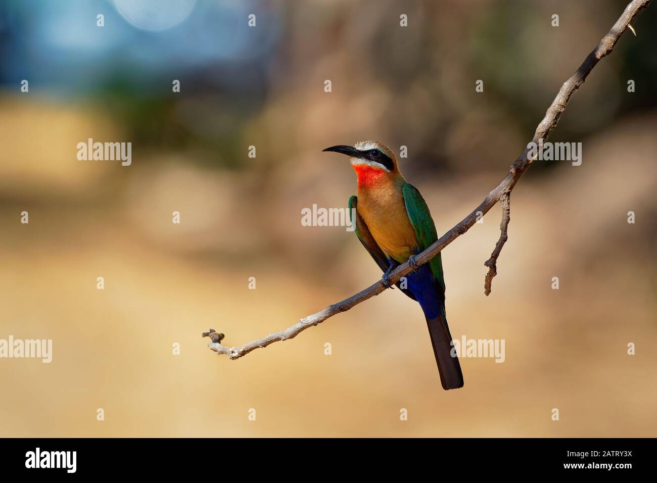 White-fronted Bee-eater - Merops bullockoides  green and orange and red bird widely distributed in sub-equatorial Africa, nest in small colonies, digg Stock Photo