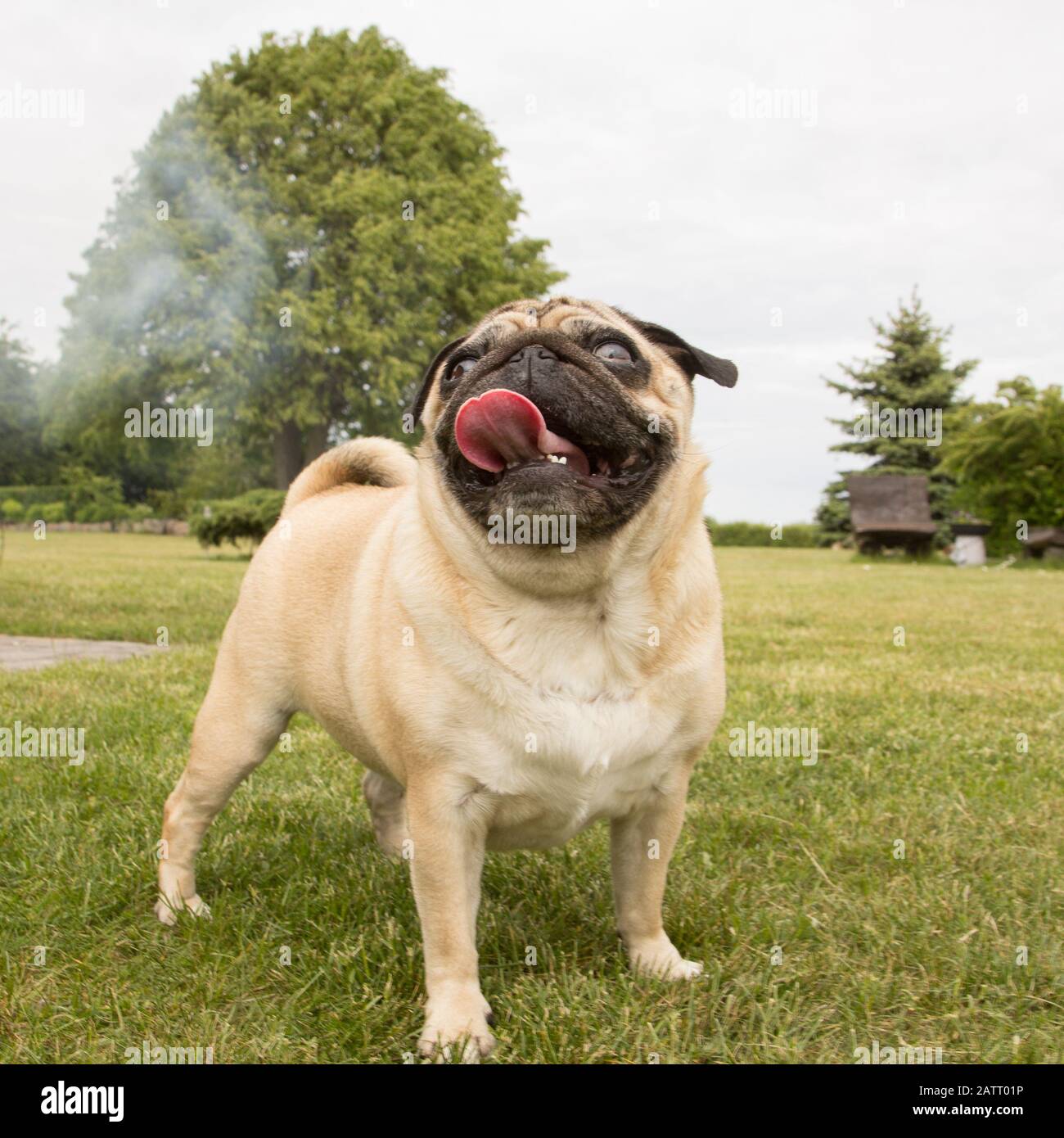 Portrait of nice pug dog in outdoors in hot summer day Stock Photo - Alamy