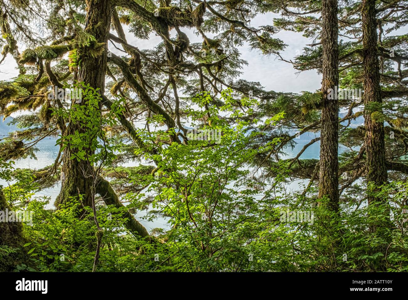 Rainforest of Prince William Sound; Alaska, United States of America Stock Photo