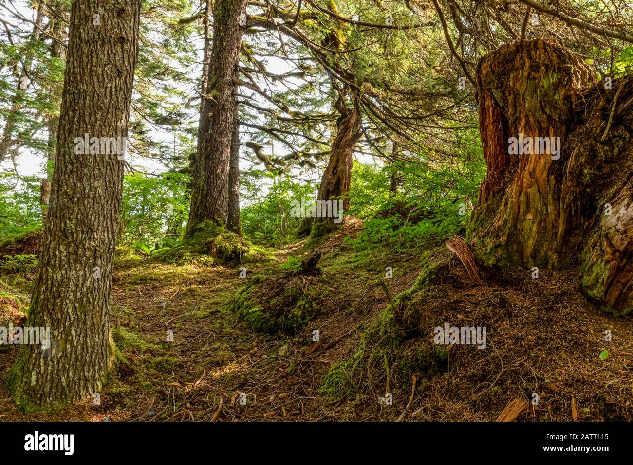 Rainforest of Prince William Sound; Alaska, United States of America Stock Photo