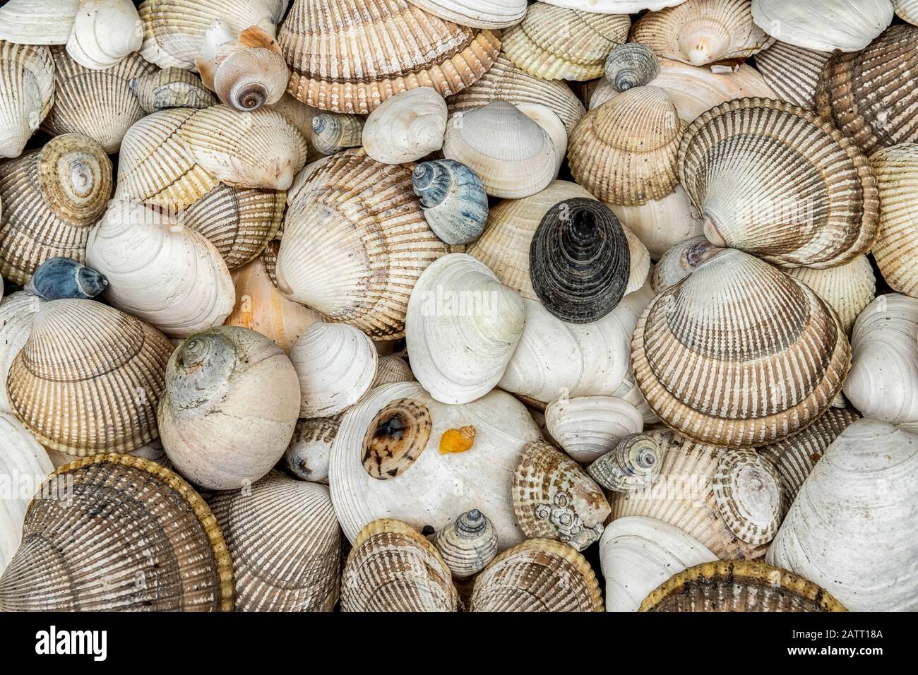 Pile of seashells on a beach, Prince Williiam Sound; Alaska, United States of America Stock Photo