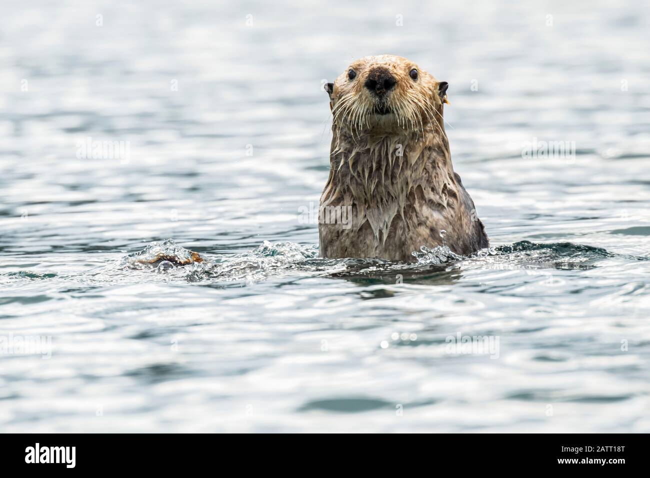 Sea otter (Enhydra lutris) checking out the photographer; Alaska, United States of America Stock Photo